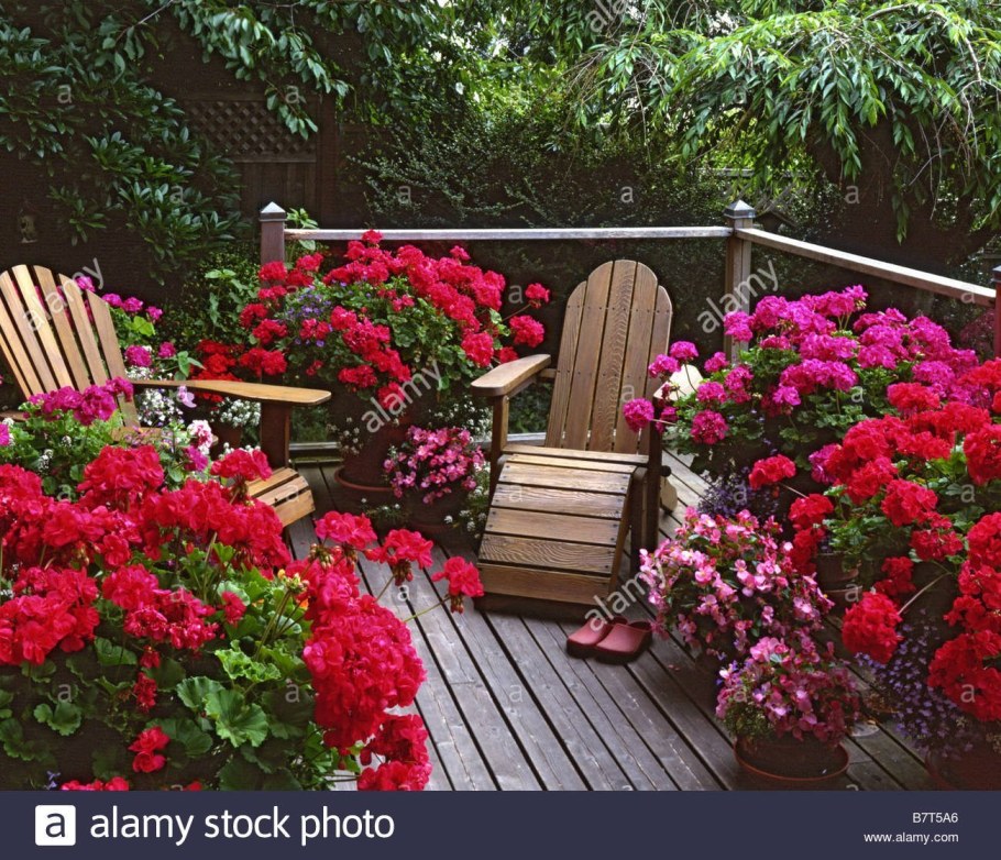 Герань на клумбе