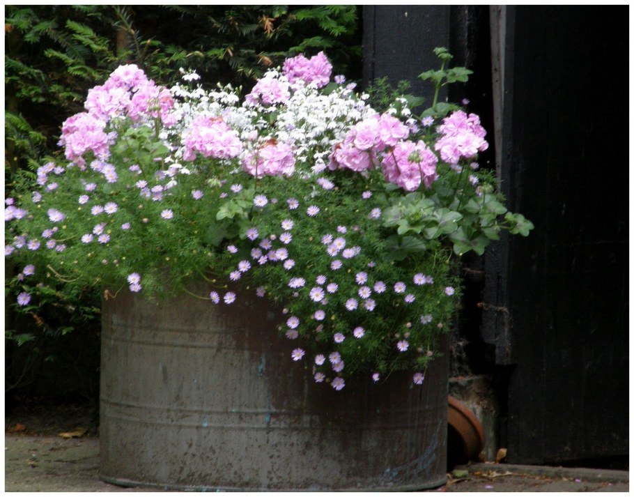 Бакопа лобелия герань