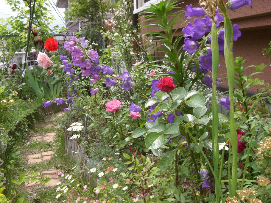 Луговой колокольчик на клумбе