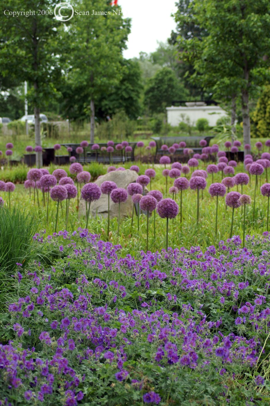 Герань Садовая многолетняя Розанна