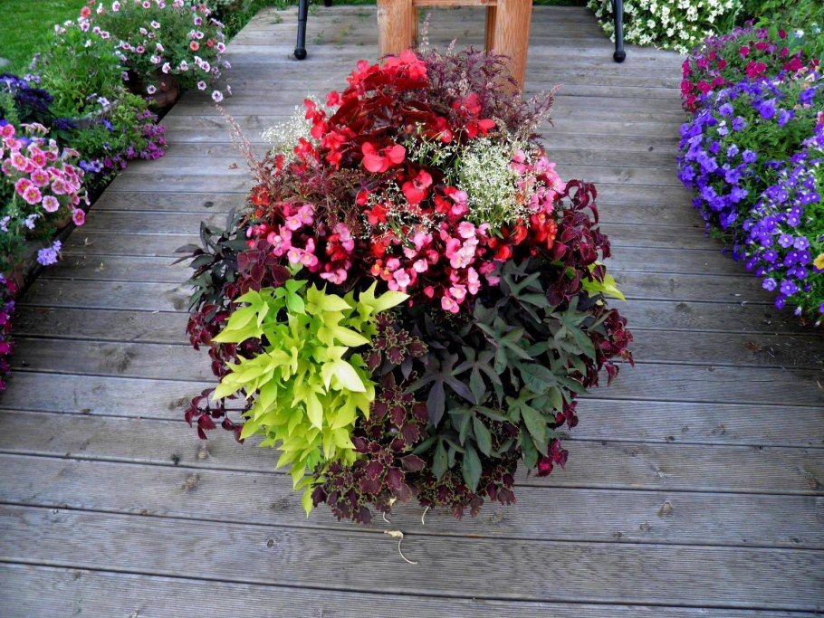 Pelargonia колеус