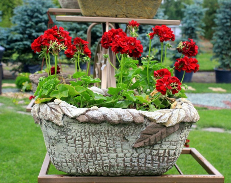 Герань в кашпо в кашпо