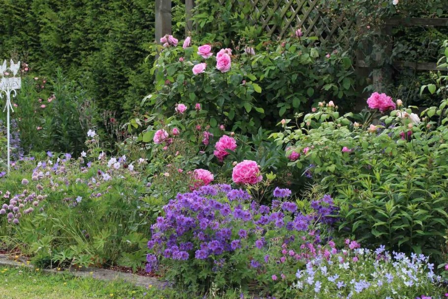 Герань манжетка пион