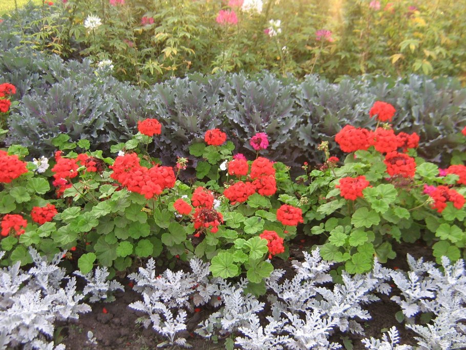 Герань и цинерария на клумбе