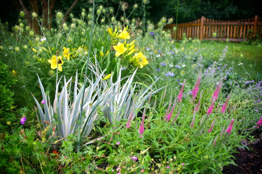 Лилейник Ирис болотный