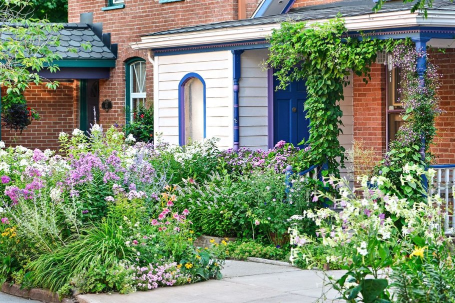 Герань Розанна