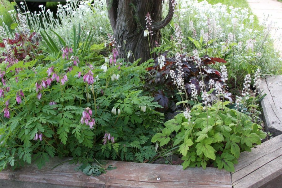 Дицентра на клумбе