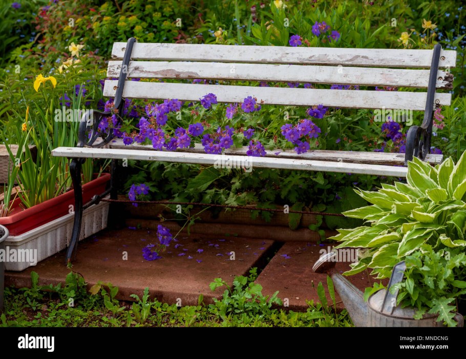 Пеларгонии в саду осенью