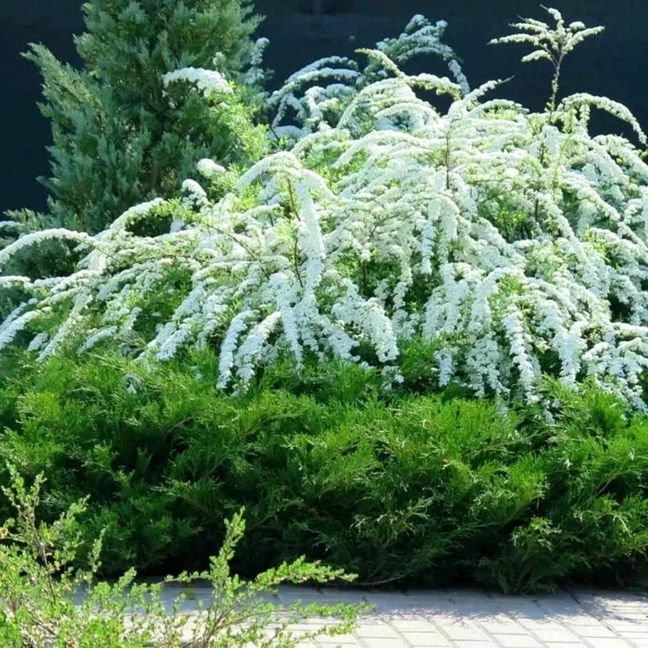 Спирея серая (Spiraea cinerea &#96;Grefsheim&#96;)