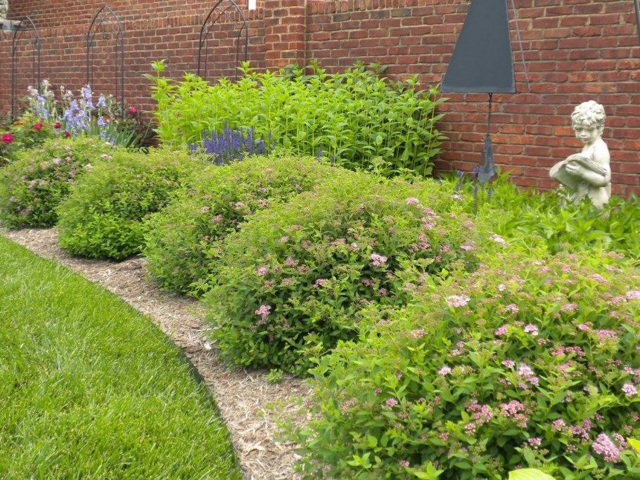 Спирея японская Широбана