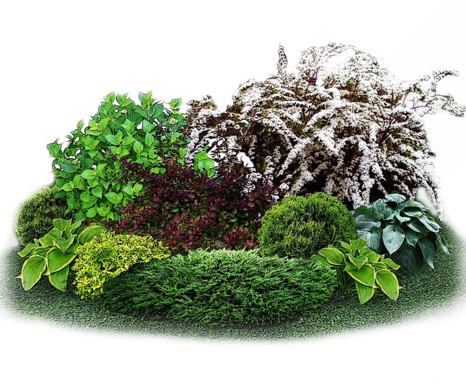 Спирея на клумбе