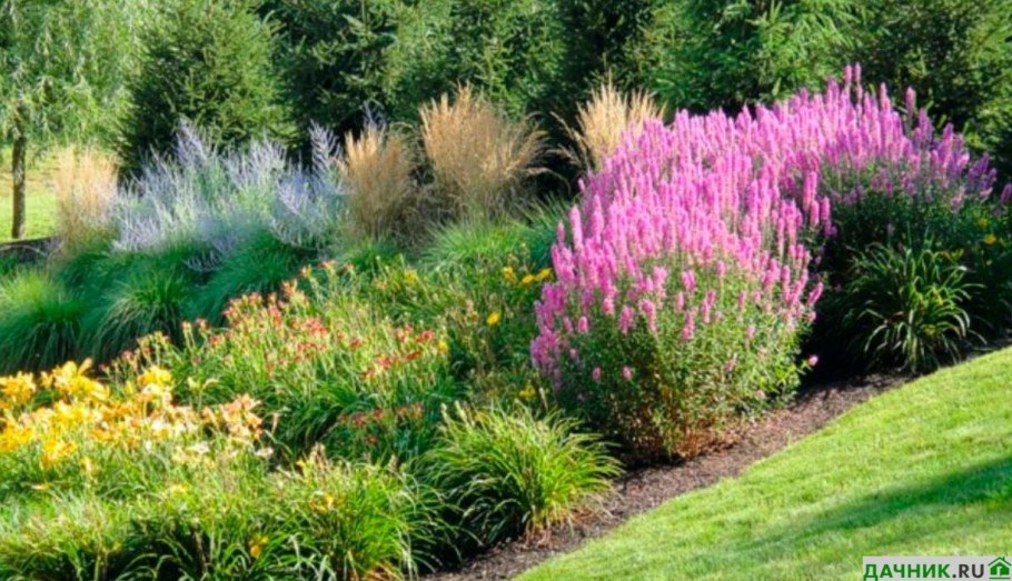 Дербенник иволистный Рози джем