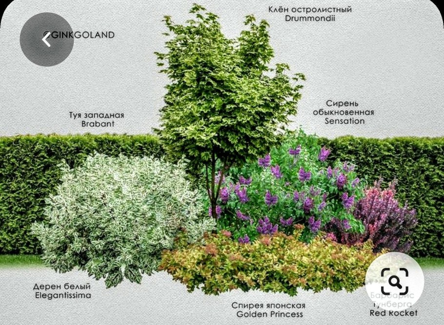 Дерен белый и спирея