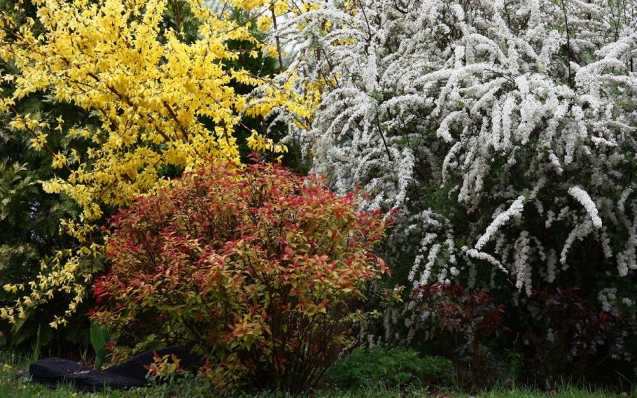 Барбарис, спирея, пузыреплодник