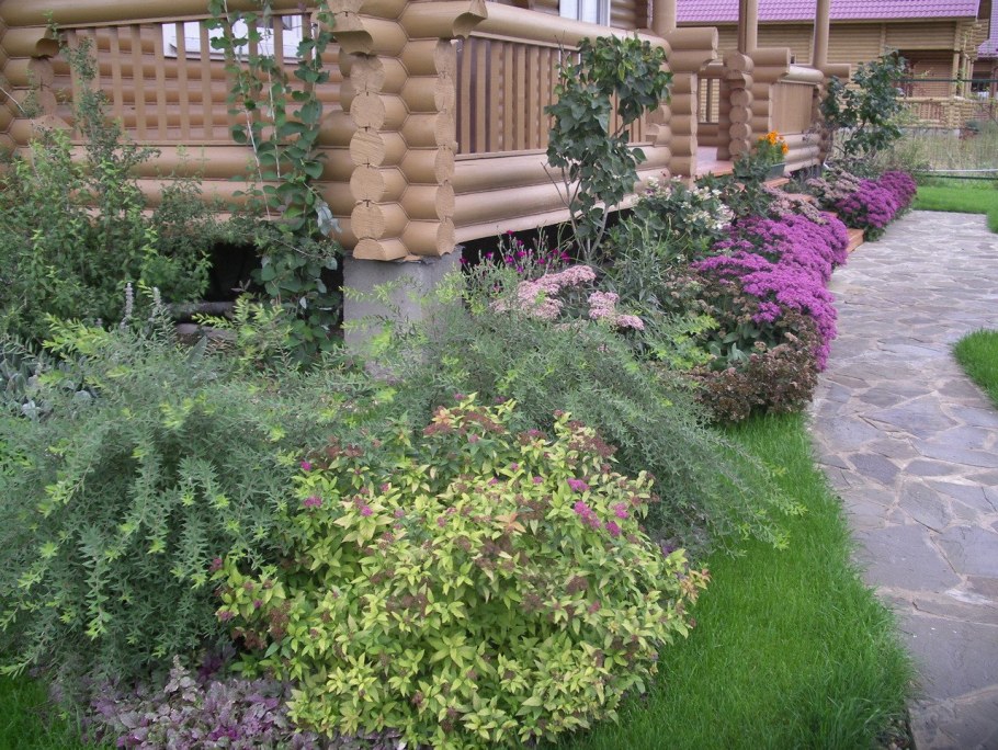 Спирея в миксбордере