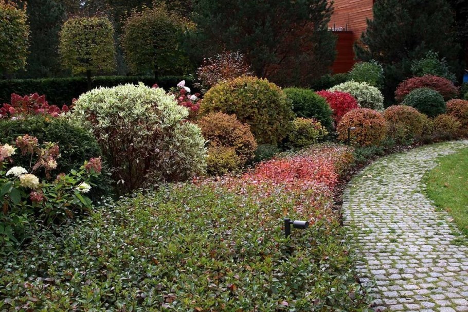 Пузыреплодник спирея кизильник