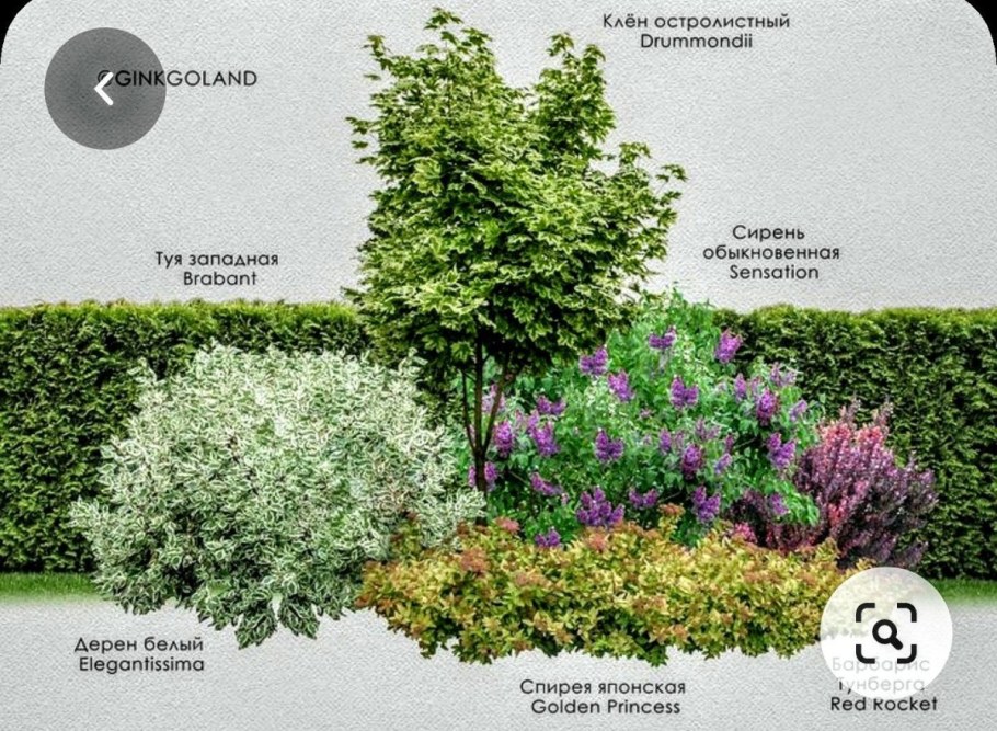 Дерен белый изгородь