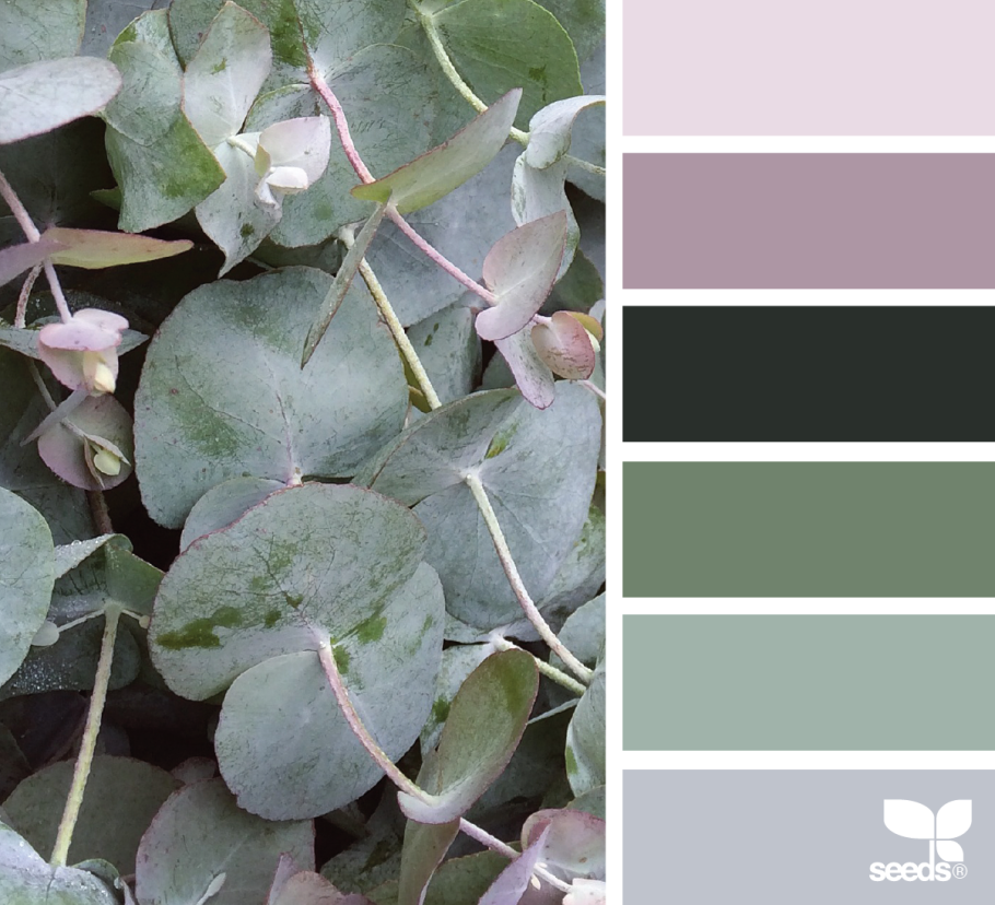 Эвкалипт цвет палитра