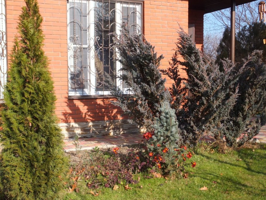 Можжевельник чешуйчатый 'meyeri' ('Мейери')