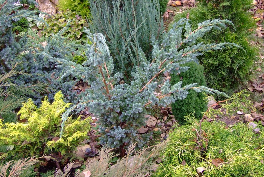 Можжевельник Мейери