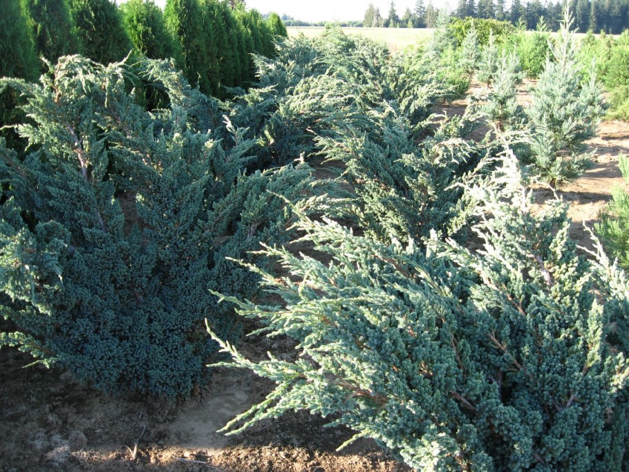 Можжевельник Мейери компакта