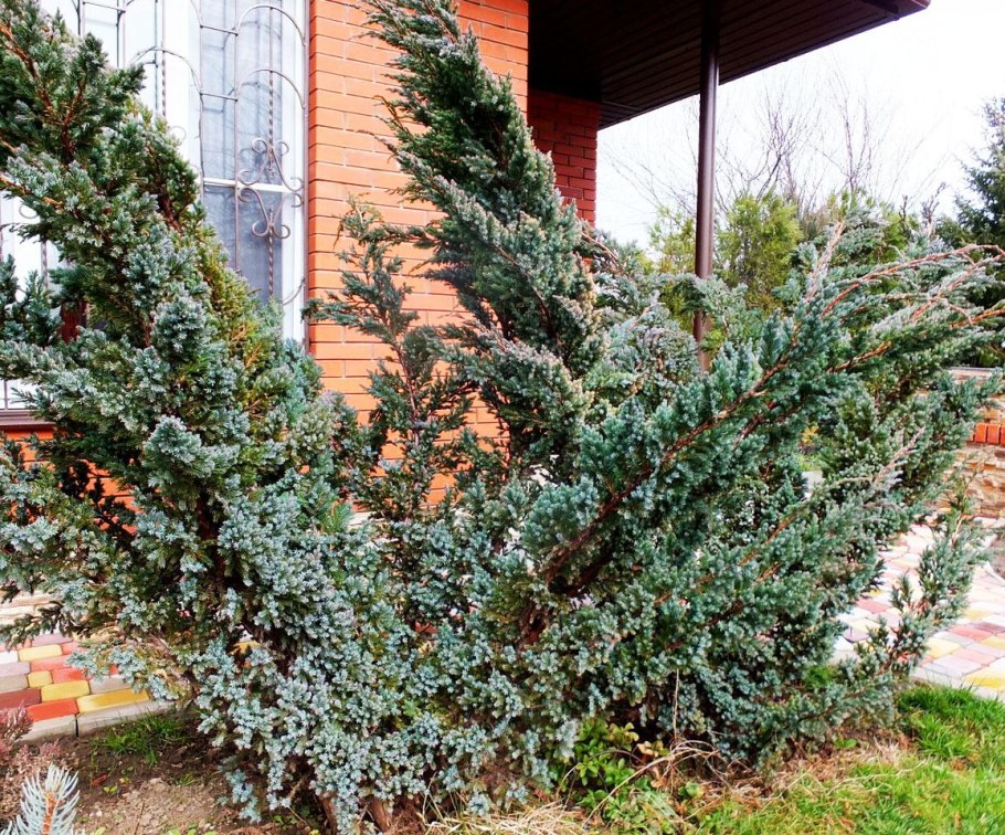 Можжевельник Блю Мейери