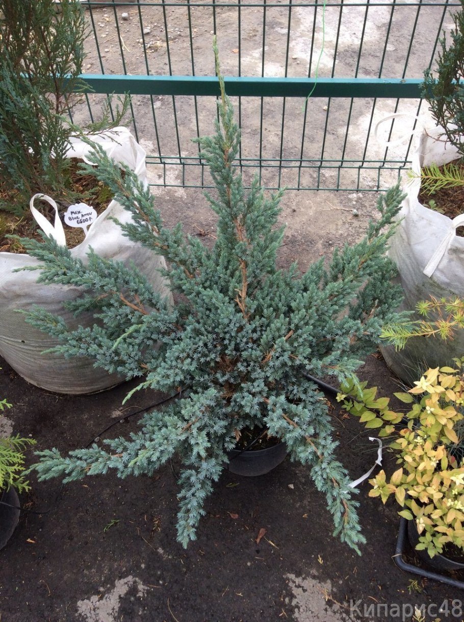 Можжевельник Мейери