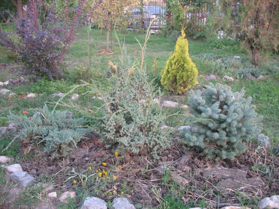 Можжевельник Блю Альпс