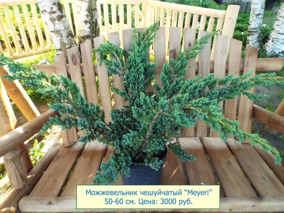 Можжевельник чешуйчатый Мейери (Juniperus squamata meyeri)