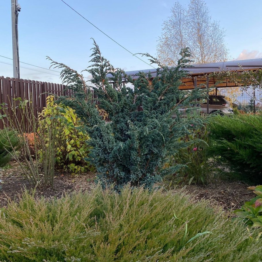 Можжевельник чешуйчатый meyeri