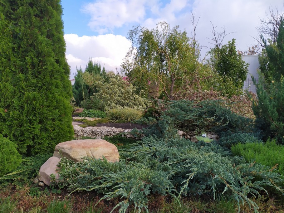 Можжевельник чешуйчатый Мейери