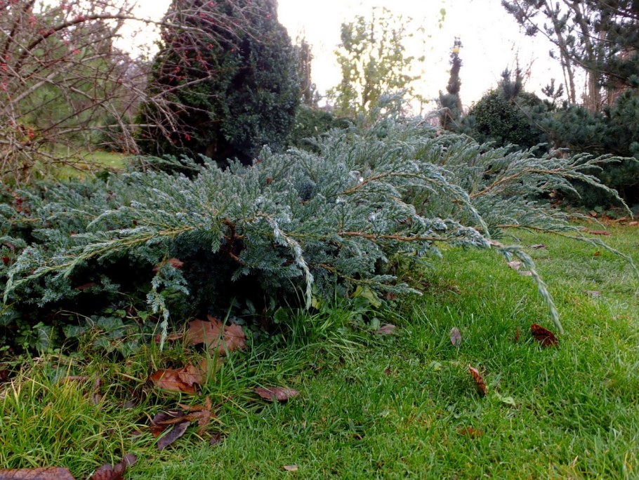 Казацкий можжевельник Мейери