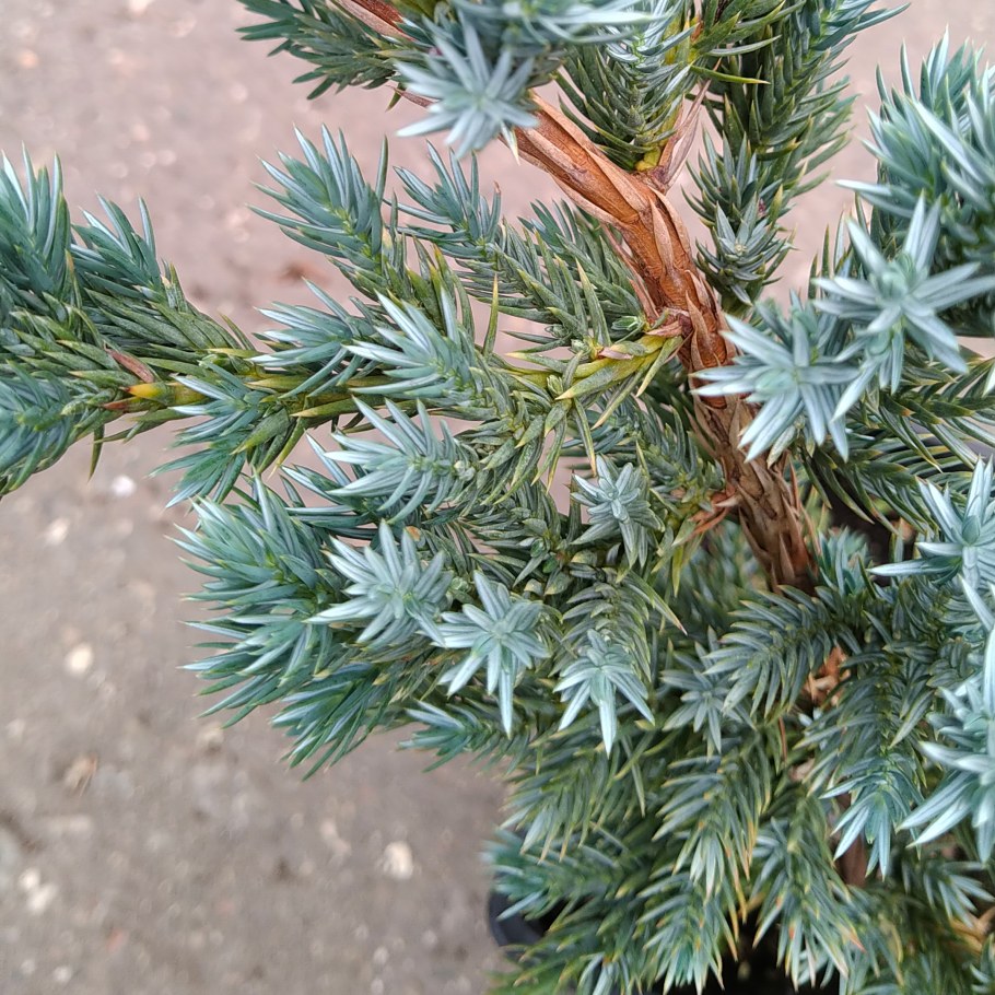 Можжевельник Мейери