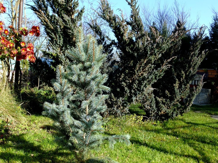 Можжевельник Мейери