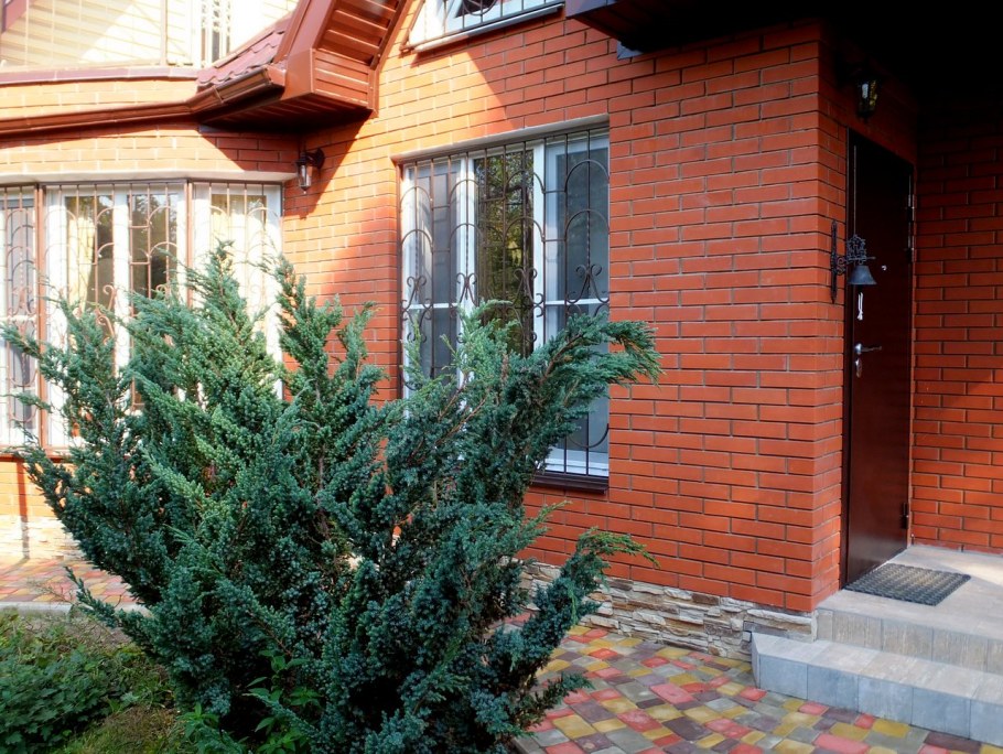 Juniperus squamata meyeri можжевельник