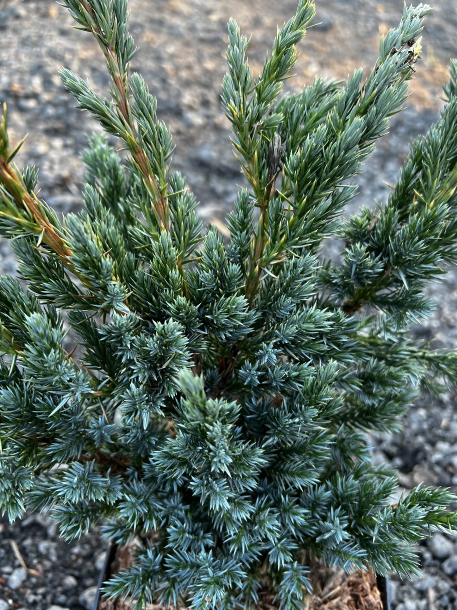 Можжевельник в Якутии