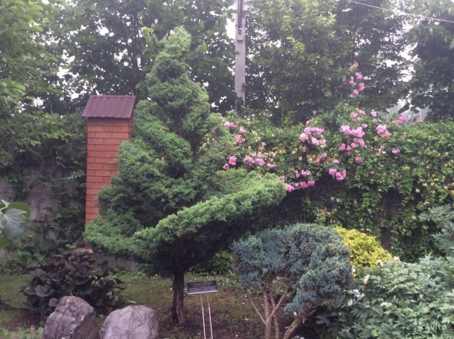 Можжевельник Блю Альпс в ландшафтном дизайне