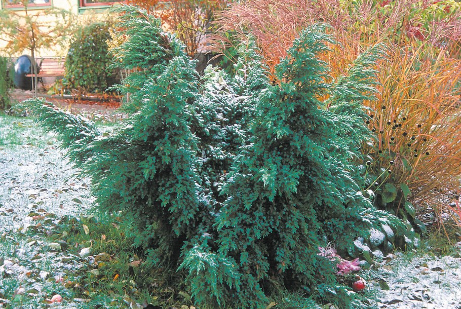 Можжевельник Hunnetorp