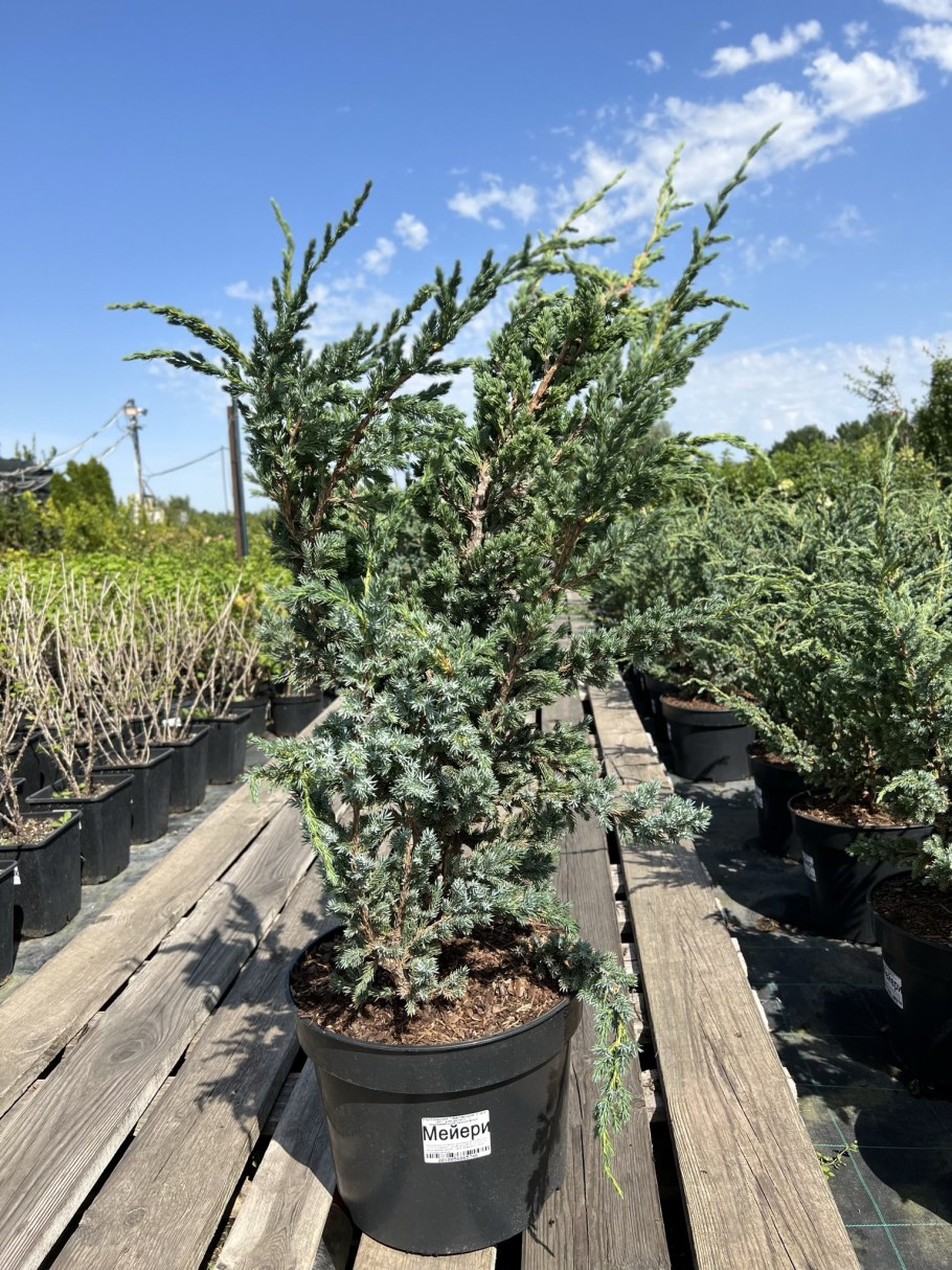 Можжевельник Мейери