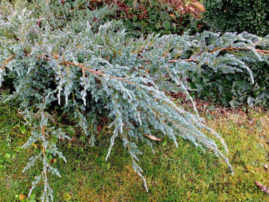 Можжевельник Мейери компакта