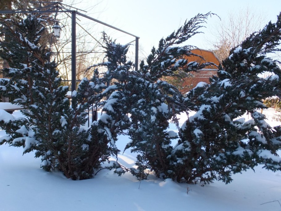 Можжевельник Блю Мейери