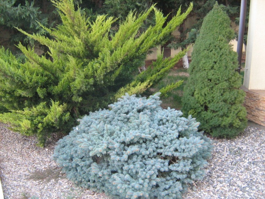 Можжевельник чешуйчатый "Блу Стар"