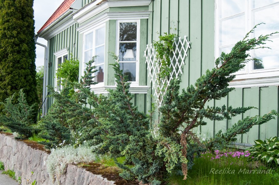 Можжевельник Мейери