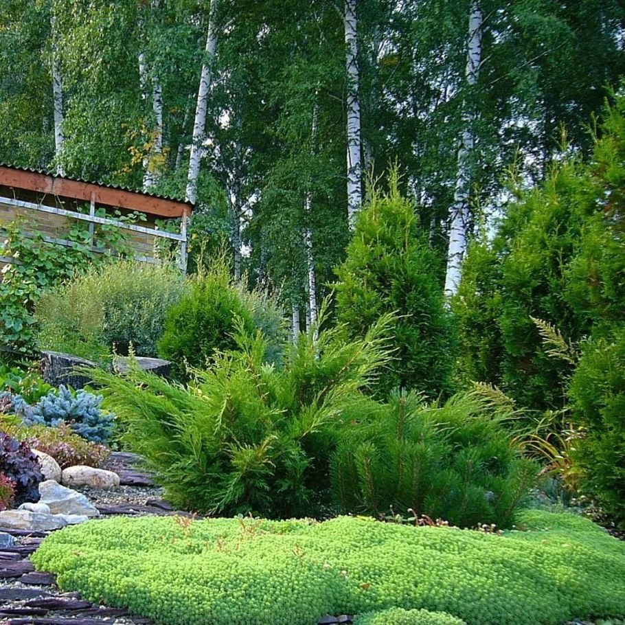 Рокарий с можжевельником казацким