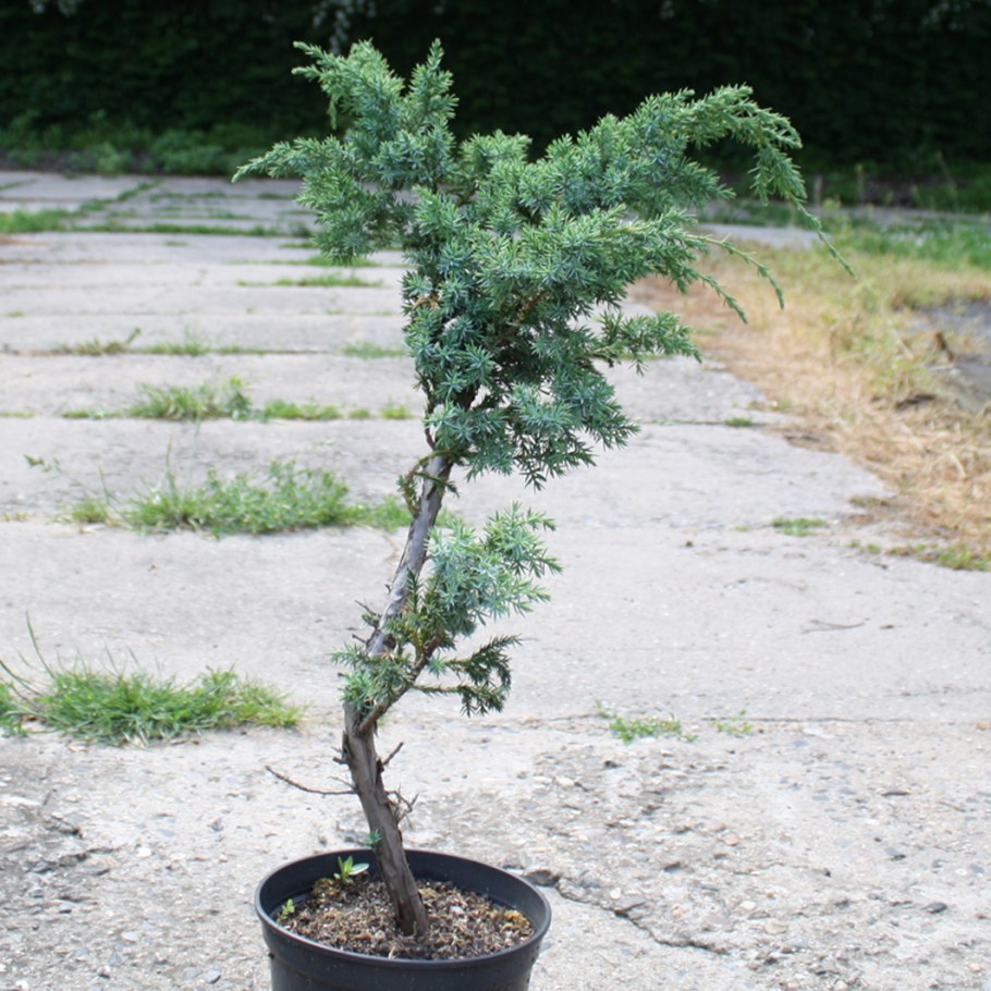 Можжевельник Мейери ниваки