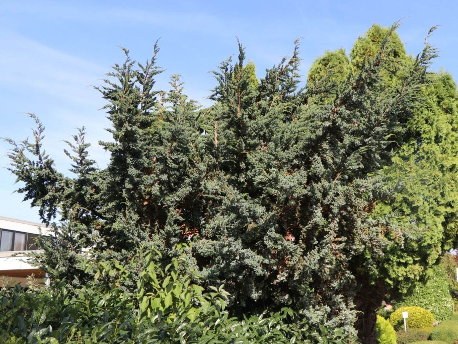 Можжевельник Блю Мейери