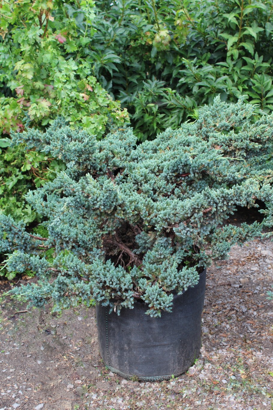 Можжевельник Блю Мейери