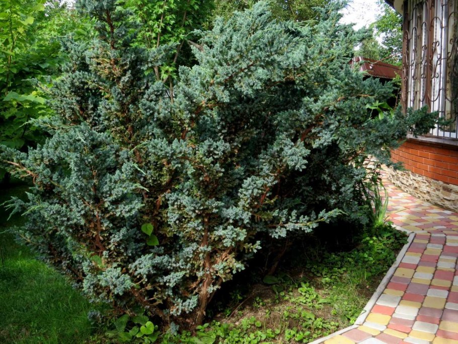 Можжевельник Блю Мейери