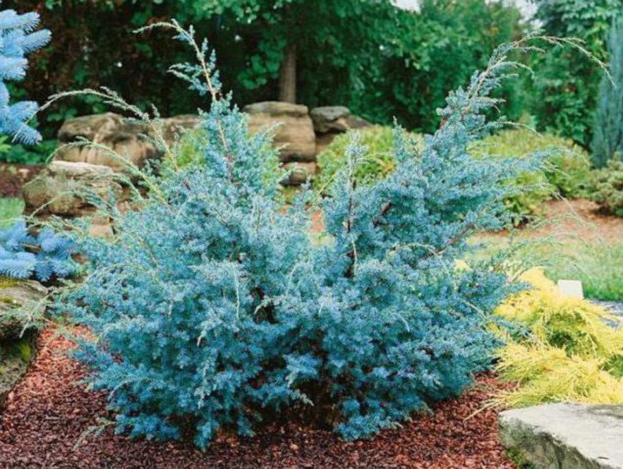 Можжевельник Блю Альпс