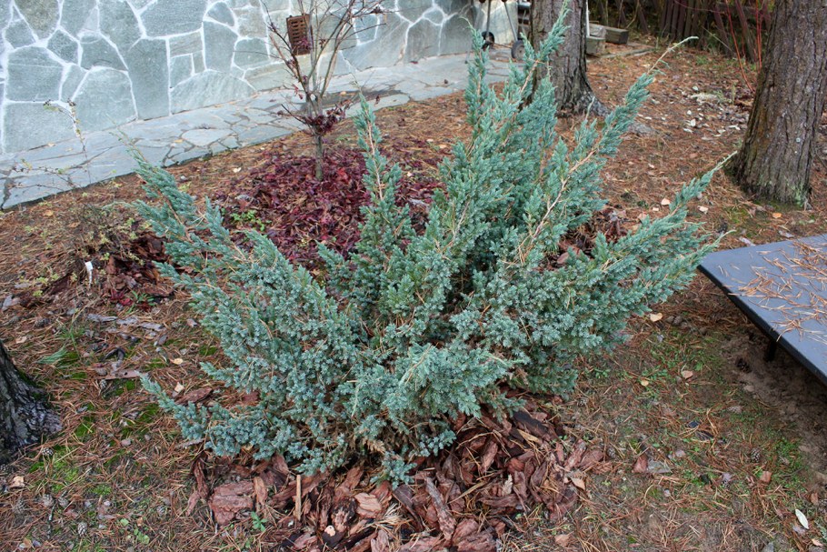 Можжевельник Мейери